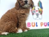 Çift Renk Özel Maltipoo Orjinal Tüy Dökmez Safkan
