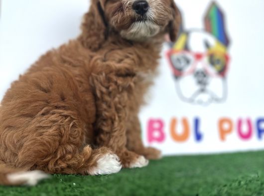 Çift Renk Özel Maltipoo Orjinal Tüy Dökmez Safkan görsel