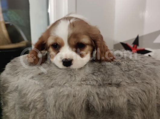 Son Bir Bebeğimiz Kaldı görsel