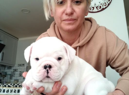 Pamuk Gibi English Bulldog Bebekler görsel