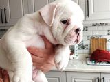 Pamuk Gibi English Bulldog Bebekler