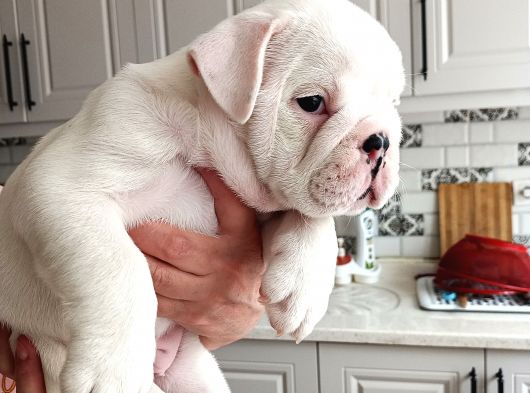 Pamuk Gibi English Bulldog Bebekler görsel
