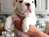 Pamuk Gibi English Bulldog Bebekler