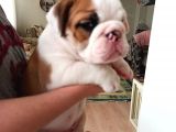 Pamuk Gibi English Bulldog Bebekler