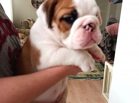 Pamuk Gibi English Bulldog Bebekler görsel