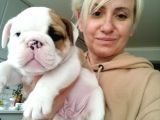 Pamuk Gibi English Bulldog Bebekler