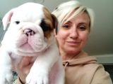 Pamuk Gibi English Bulldog Bebekler