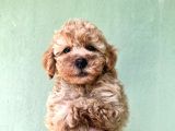 Toy Poodle Yavrularımız Bursa Türkiye Tüm İller Ve Avrupaya  Gönderim Mevcuttur