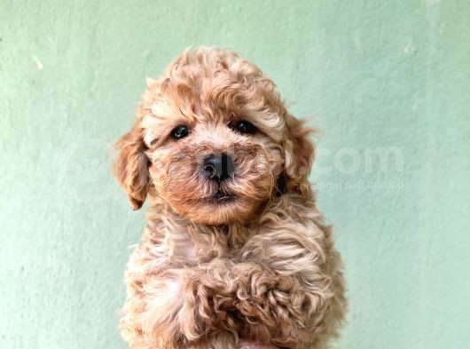 Toy Poodle Yavrularımız Bursa Türkiye Tüm İller Ve Avrupaya  Gönderim Mevcuttur görsel