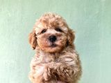 Toy Poodle Yavrularımız Bursa Türkiye Tüm İller Ve Avrupaya  Gönderim Mevcuttur
