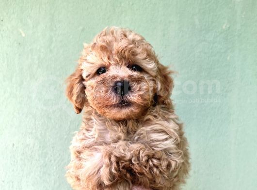 Toy Poodle Yavrularımız Bursa Türkiye Tüm İller Ve Avrupaya  Gönderim Mevcuttur görsel