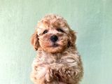 Toy Poodle Yavrularımız Bursa Türkiye Tüm İller Ve Avrupaya  Gönderim Mevcuttur