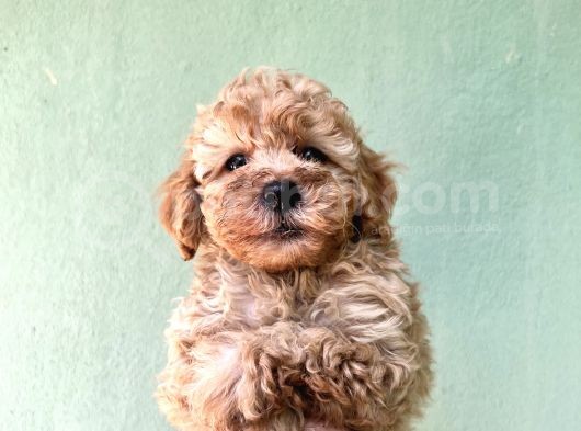 Toy Poodle Yavrularımız Bursa Türkiye Tüm İller Ve Avrupaya  Gönderim Mevcuttur görsel