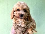 Toy Poodle Yavrularımız Bursa Türkiye Tüm İller Ve Avrupaya  Gönderim Mevcuttur