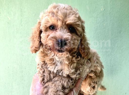 Toy Poodle Yavrularımız Bursa Türkiye Tüm İller Ve Avrupaya  Gönderim Mevcuttur görsel