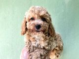 Toy Poodle Yavrularımız Bursa Türkiye Tüm İller Ve Avrupaya  Gönderim Mevcuttur