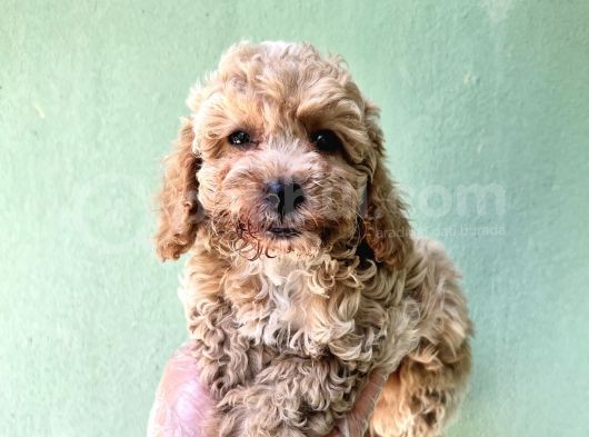 Toy Poodle Yavrularımız Bursa Türkiye Tüm İller Ve Avrupaya  Gönderim Mevcuttur