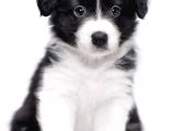 Border Collie Yavrularımız Bursa Türkiye Tüm İller Ve Avrupaya  Gönderim Mevcuttur