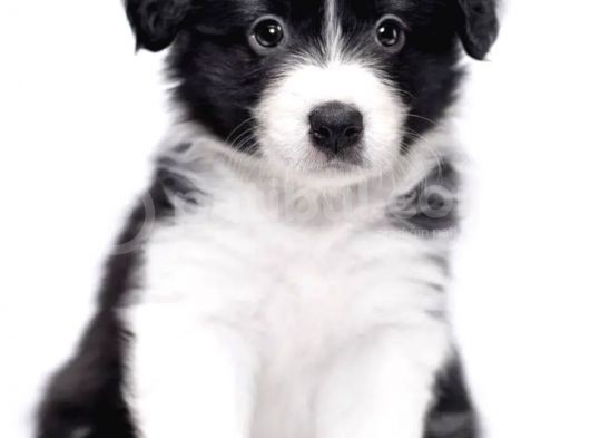 Border Collie Yavrularımız Bursa Türkiye Tüm İller Ve Avrupaya  Gönderim Mevcuttur