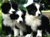 Border Collie Yavrularımız Bursa Türkiye Tüm İller Ve Avrupaya  Gönderim Mevcuttur