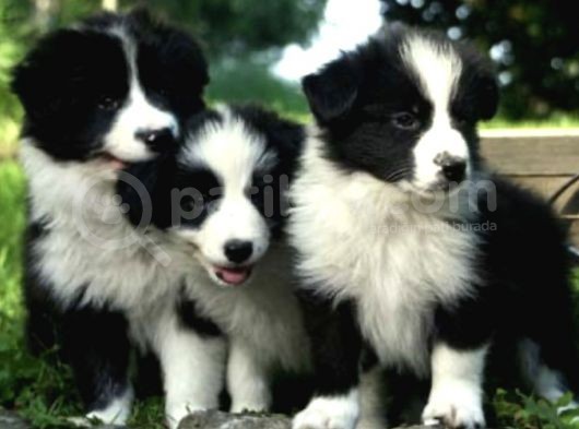 Border Collie Yavrularımız Bursa Türkiye Tüm İller Ve Avrupaya  Gönderim Mevcuttur görsel