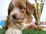Çift Renk Özel Maltipoo Orjinal Tüy Dökmez Safkan