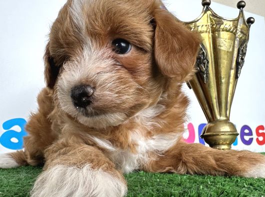 Çift Renk Özel Maltipoo Orjinal Tüy Dökmez Safkan görsel