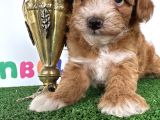 Çift renk özel Maltipoo Orjinal tüy dökmez safkan