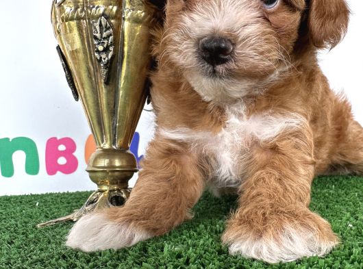 Çift Renk Özel Maltipoo Orjinal Tüy Dökmez Safkan