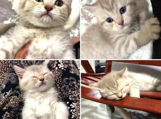 Kendi Kedilerimin Güzel Yavruları görsel