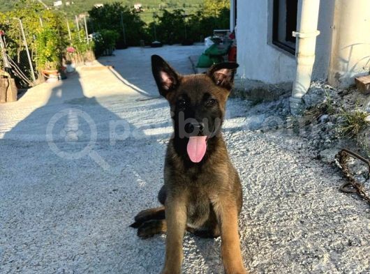 İki̇ Aylik Yavrularimiz görsel