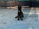 İki̇ Aylik Yavrularimiz