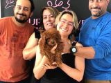 TOY POODLE YAVRULARIMIZ TEACUP
