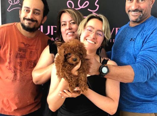 Toy Poodle Yavrularimiz Teacup