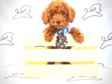 Toy Poodle Yavrularimiz Teacup