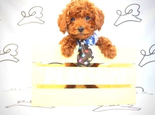 Toy Poodle Yavrularimiz Teacup görsel