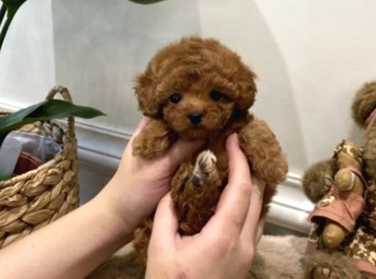 Toy Poodle Yavrularimiz Teacup görsel