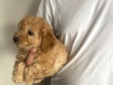 Dünya güzeli toy poodle bebeklerim