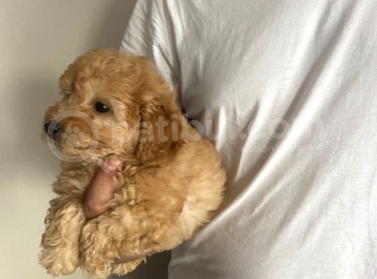 Dünya Güzeli Toy Poodle Bebeklerim