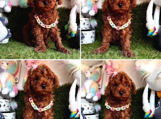 Hipoalerjenik Tüylere Sahip Tüy Dökmeyen Poodle 