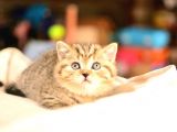 En Kaliteli Black Golden Ny24 British Shorthair