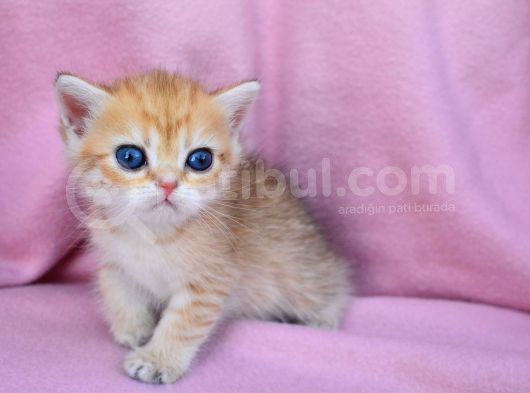 Şahane Gold Rengi Ny11 British Shorthair görsel