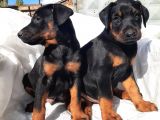 Efsane Doberman Yavrular