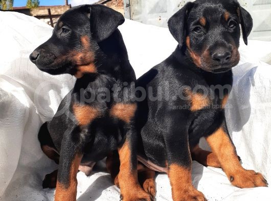 Efsane Doberman Yavrular görsel