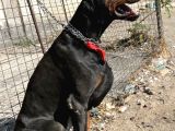 Efsane Doberman Yavrular