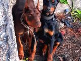 Efsane doberman yavrular