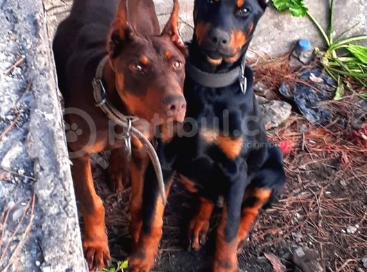 Efsane Doberman Yavrular