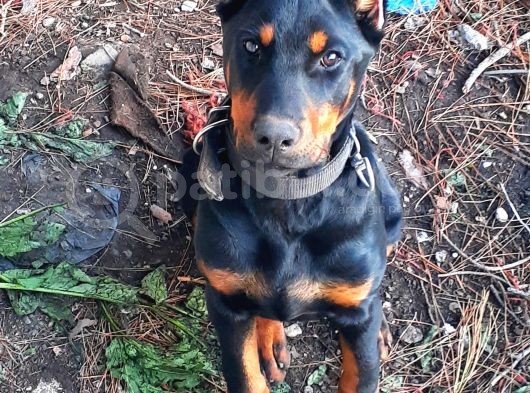 Efsane Doberman Yavrular görsel