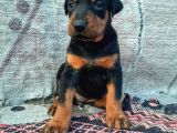 Safkan Doberman Yavrular