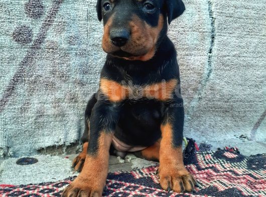 Safkan Doberman Yavrular görsel